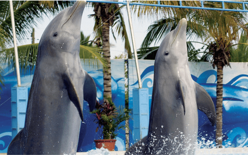 Show de delfines puerto vallarta