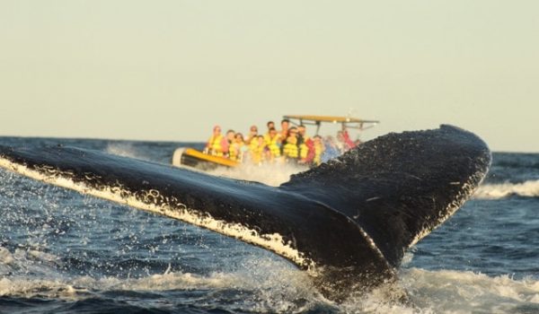 Breaching Ballenas gris Los Cabos
