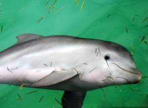 Bebe Delfin Dolphin Discovery