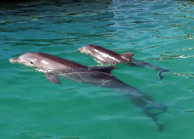 bebe delfín y su mama 