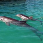 Delfín madre y cría