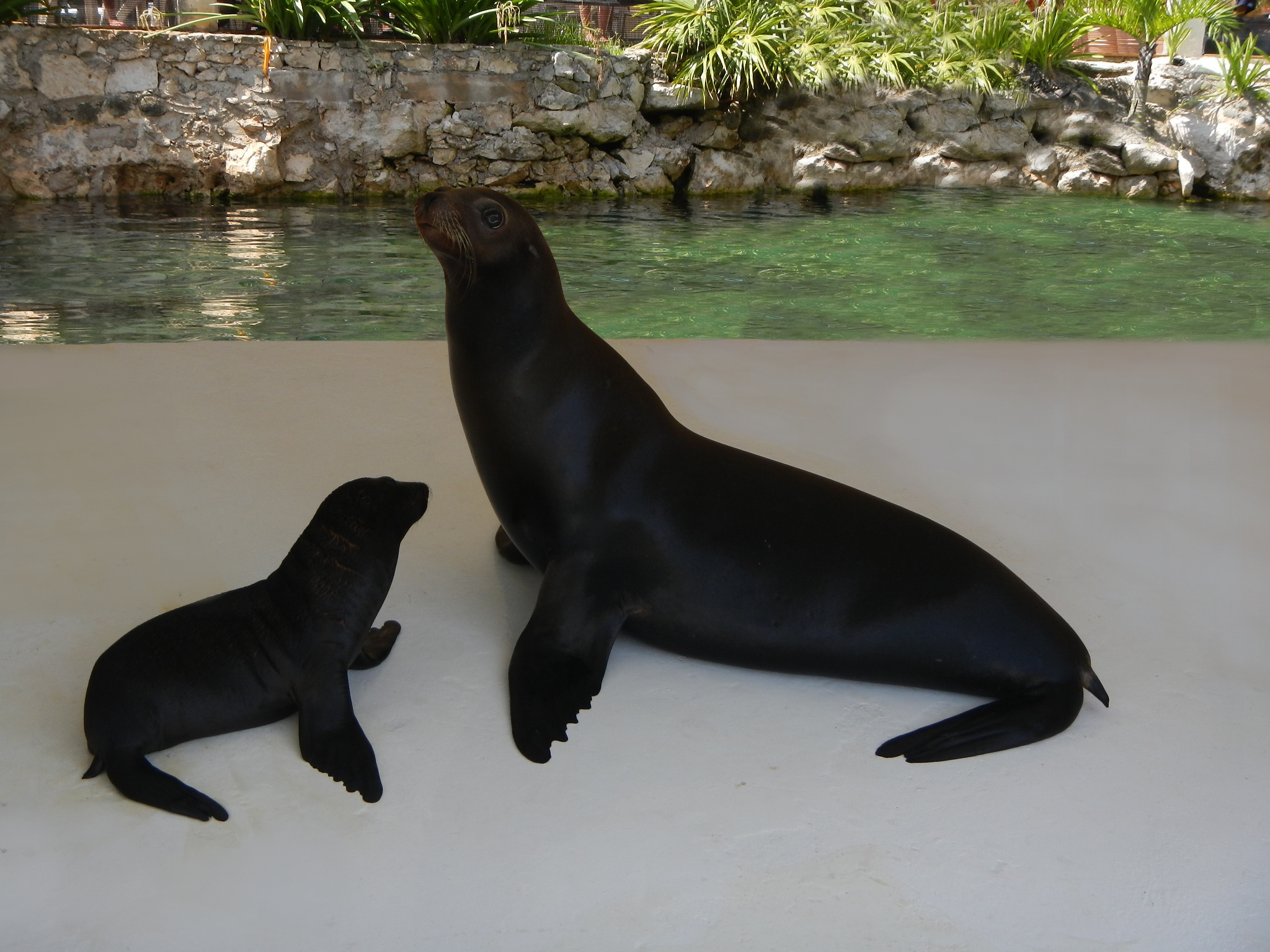 Dolphin Discovery, feliz por el nacimiento de un Lobo Marino en su locación  Riviera Maya | Dolphin Discovery | Blog Dolphin Discovery | Blog