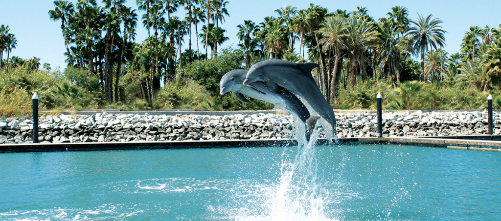Delfines en Los Cabos