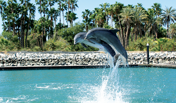 Delfines en Los Cabos