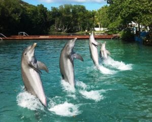 Delfines en movimiento 