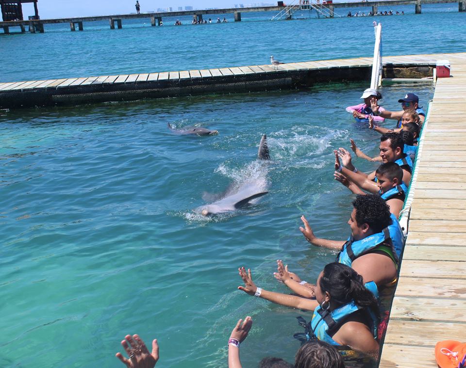 Programa con delfines en 10,000 sonrisas 6ta edición