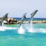 Delfines en Dolphin Cove