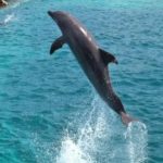 Delfín saltando