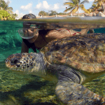 tortugas-marinas-en-el-caribe-mexicano