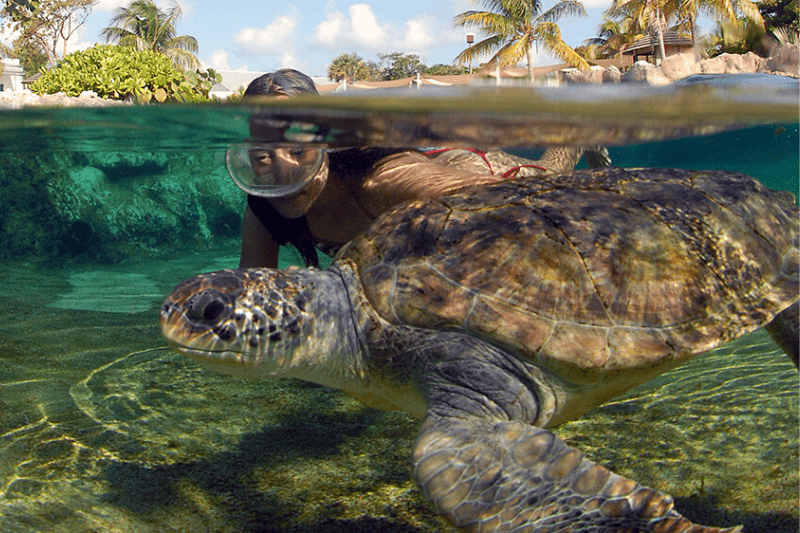 tortugas-marinas-en-el-caribe-mexicano
