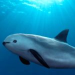 datos curiosos de la vaquita marina