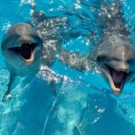 nado con delfines en cancun