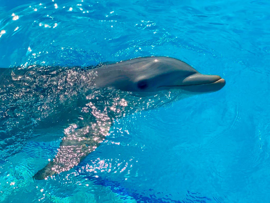 Delfines en Cancún precios por Dolphin Discovery