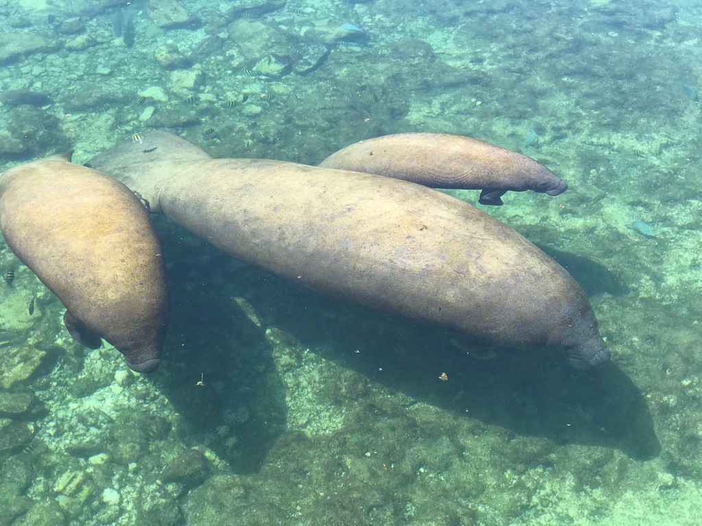 Bebés Manatíes con su madre en el océano