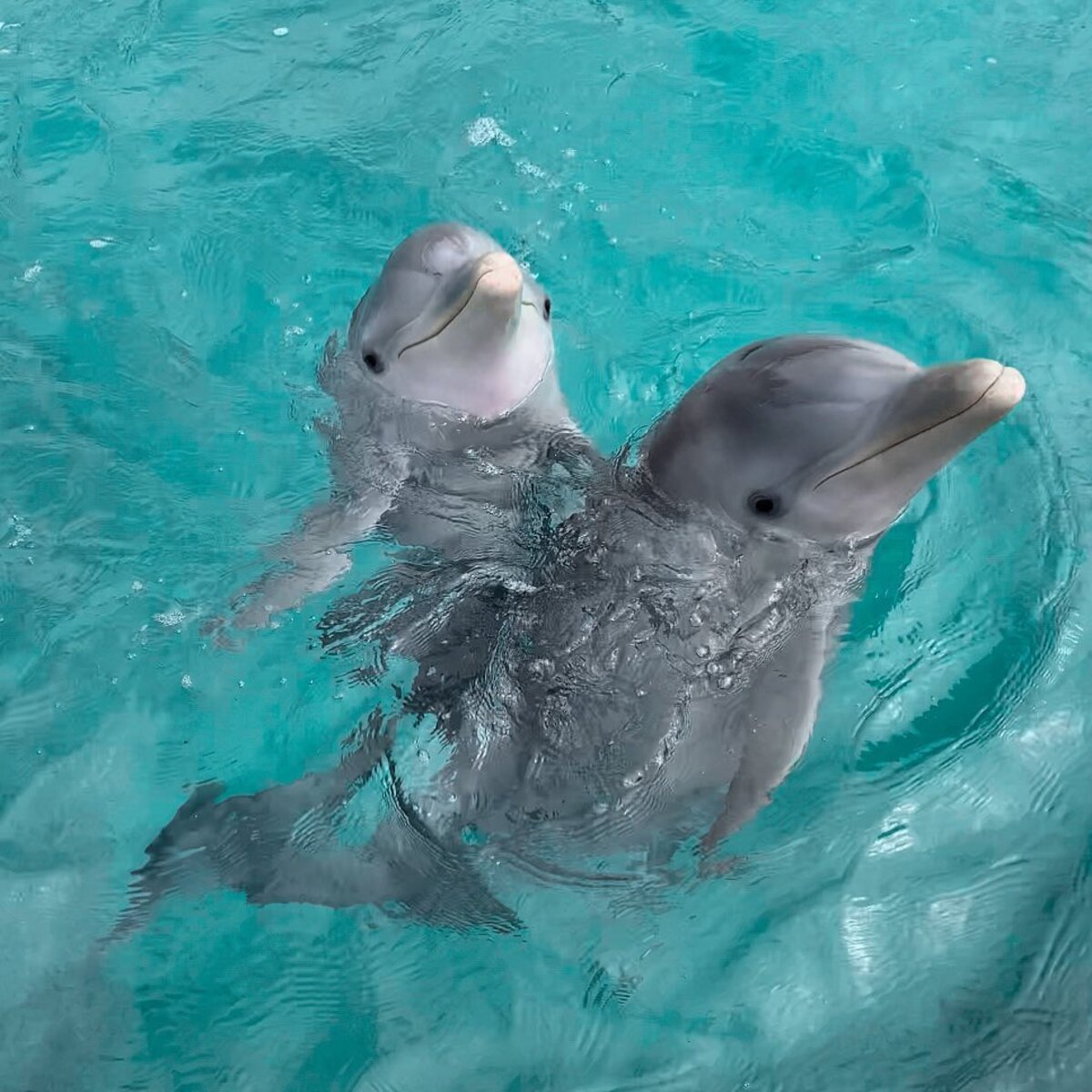 bucear en cozumel delfines en el mar