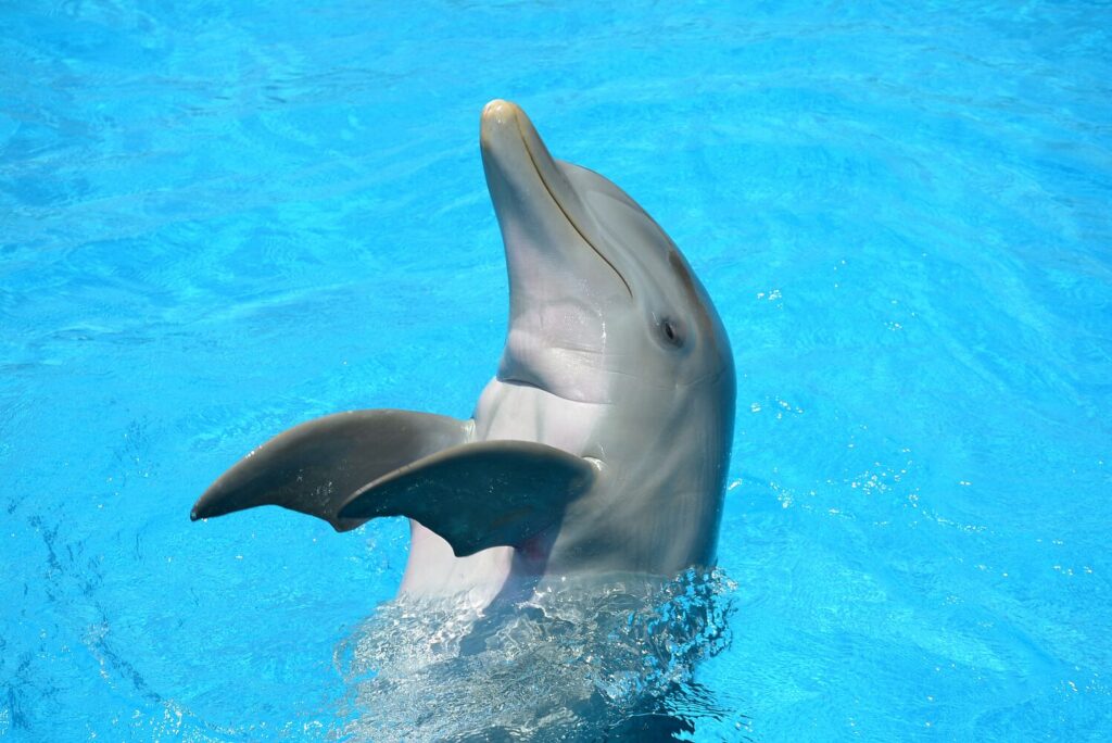 diego el delfin
