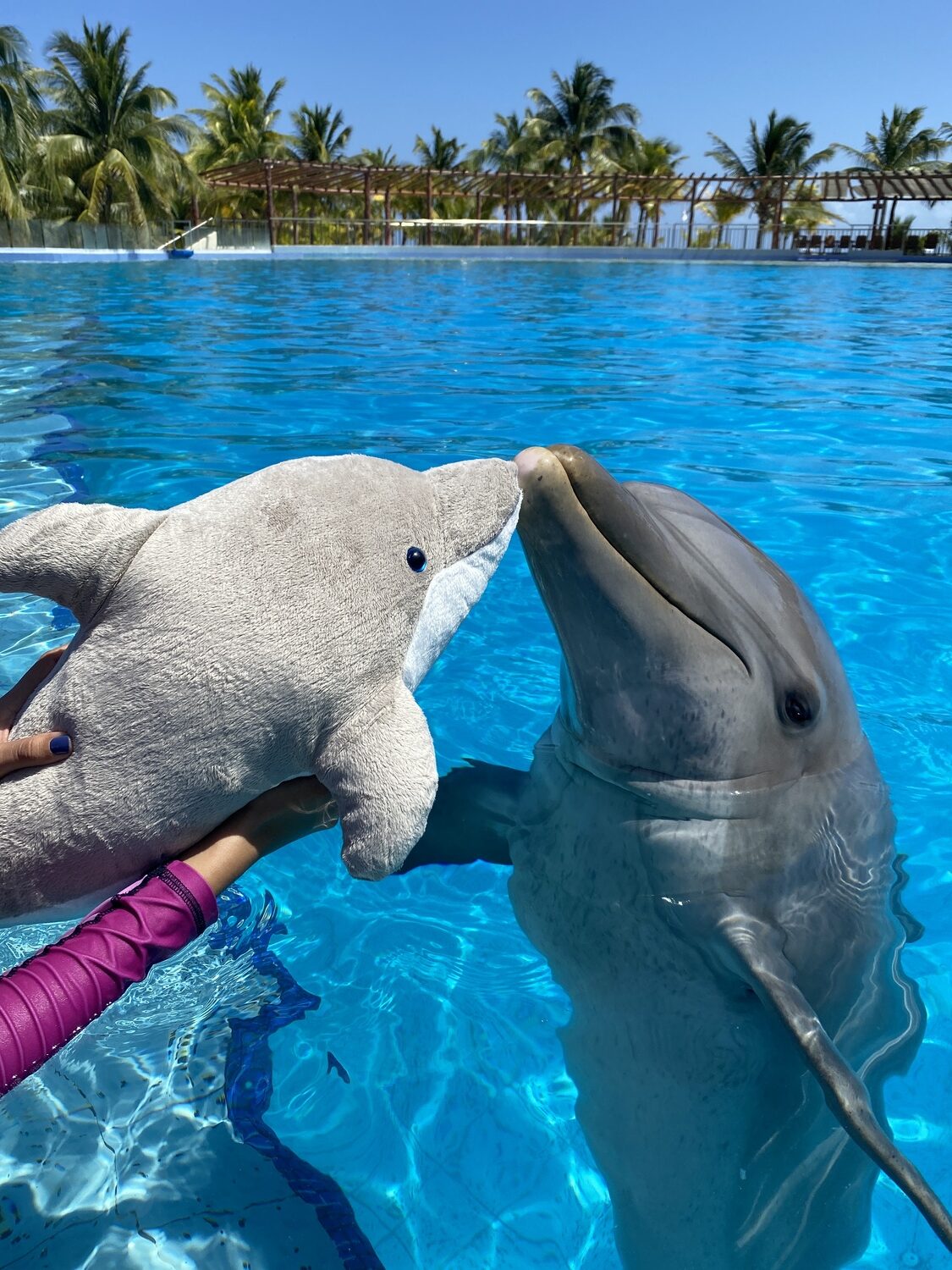 diego el delfin con delfin de peluche