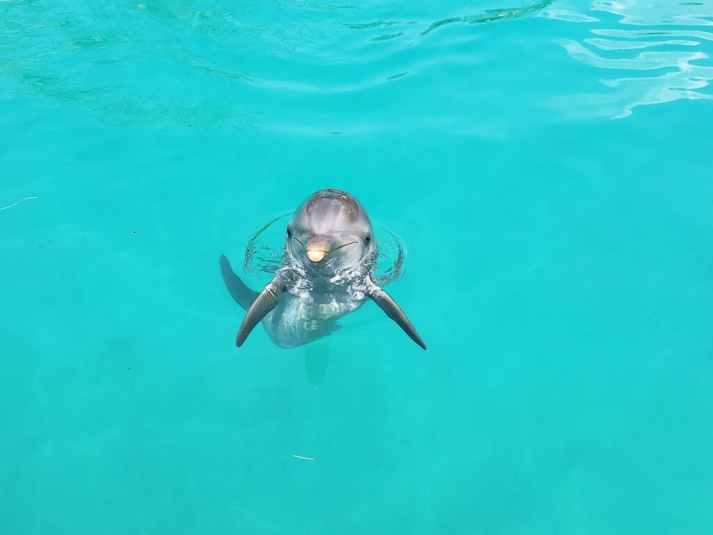 delfin en el agua espera su comida