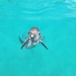 delfin en el agua espera su comida