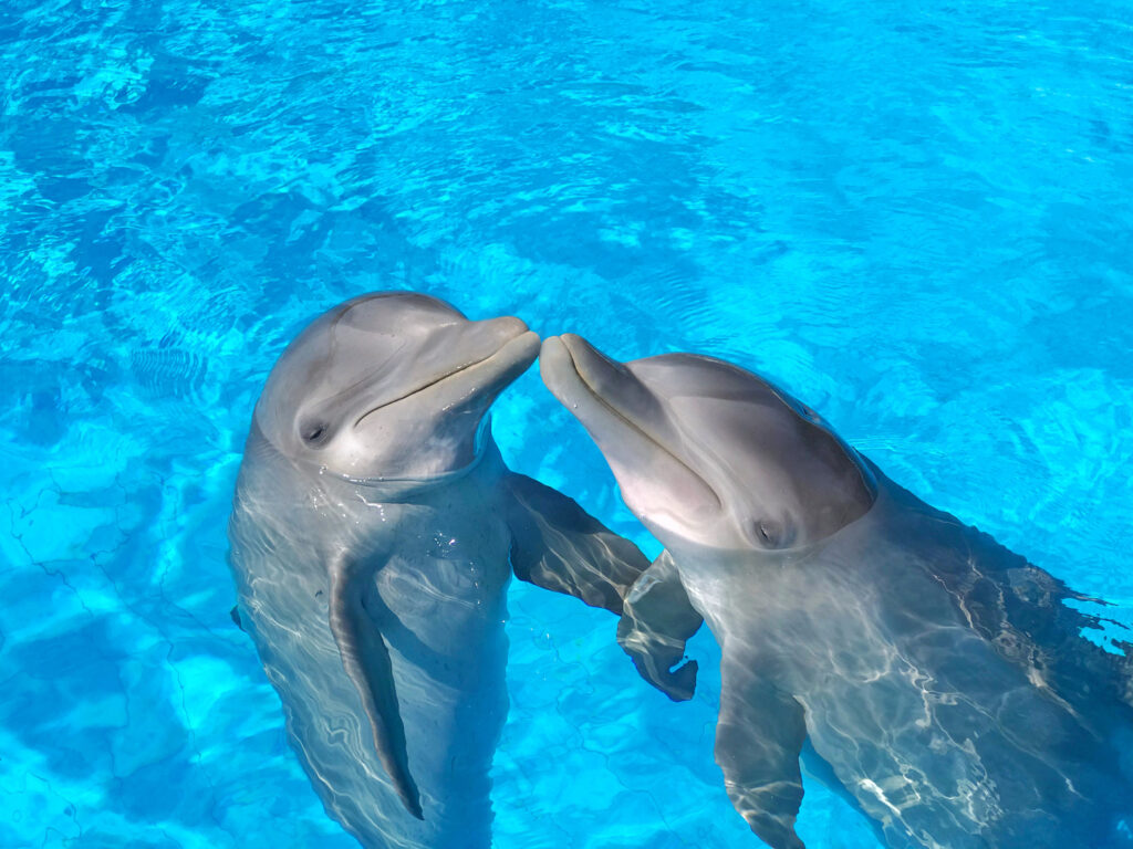 cuantos-años-viven-los-delfines