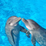 cuantos-años-viven-los-delfines