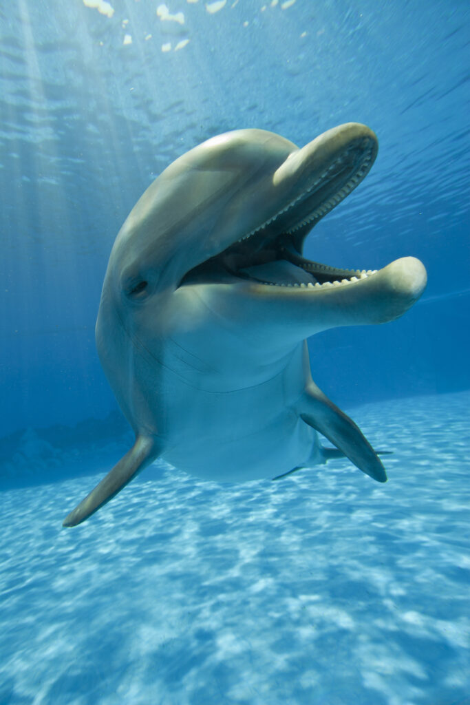 cuantos-años-viven-los-delfines