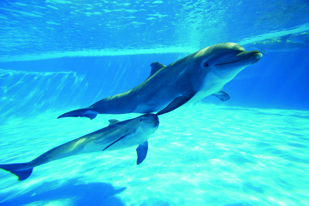delfin con su cría nadando en el agua cristalina