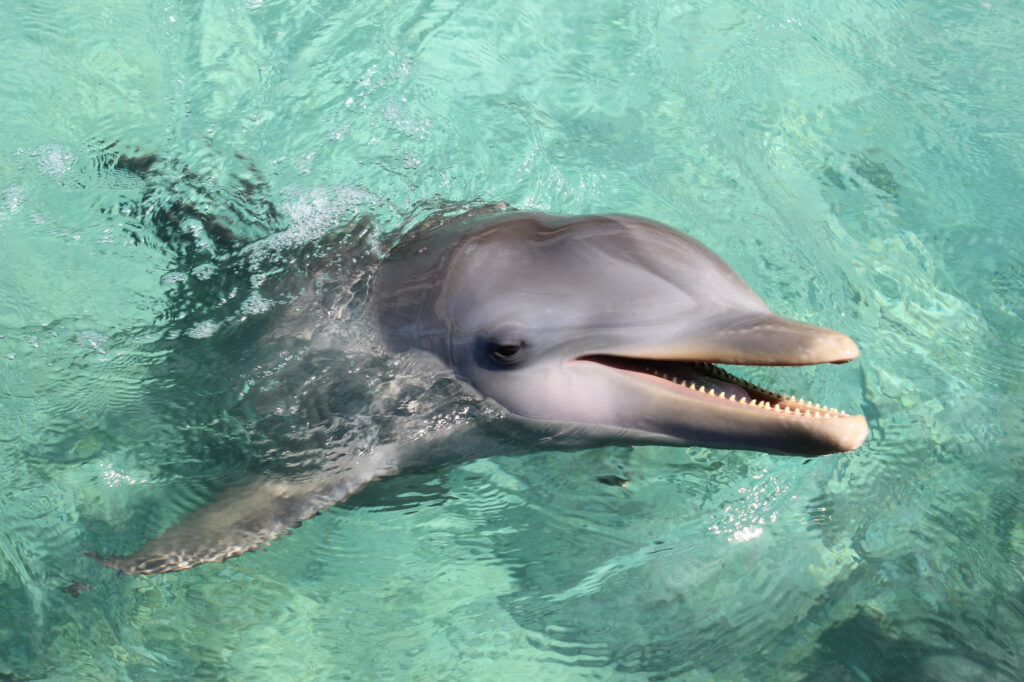 nadar-con-delfines-en-el-caribe