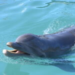 cuantas-especies-de-delfines-existen