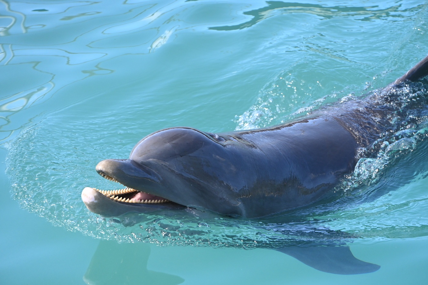 Descubre tu destino ideal en Quintana Roo, Dolphin Blog Dolphin Discovery