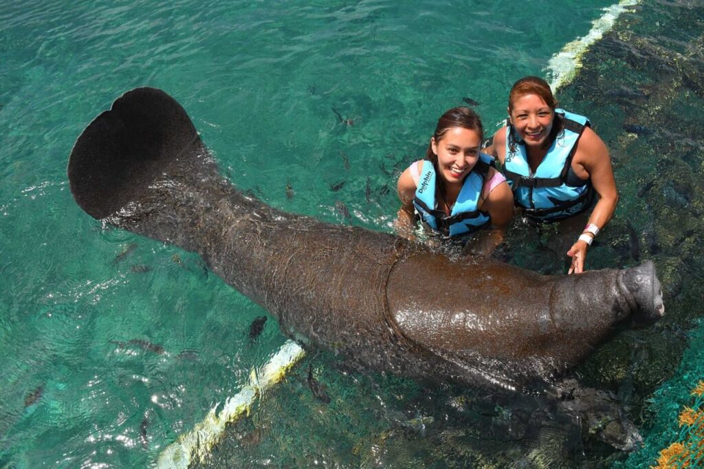 nadar-con-manaties-en-riviera-maya