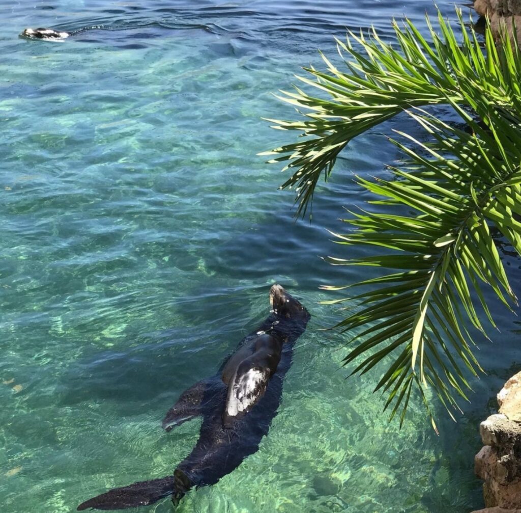 nadar-con-lobos-marinos-en-riviera-maya