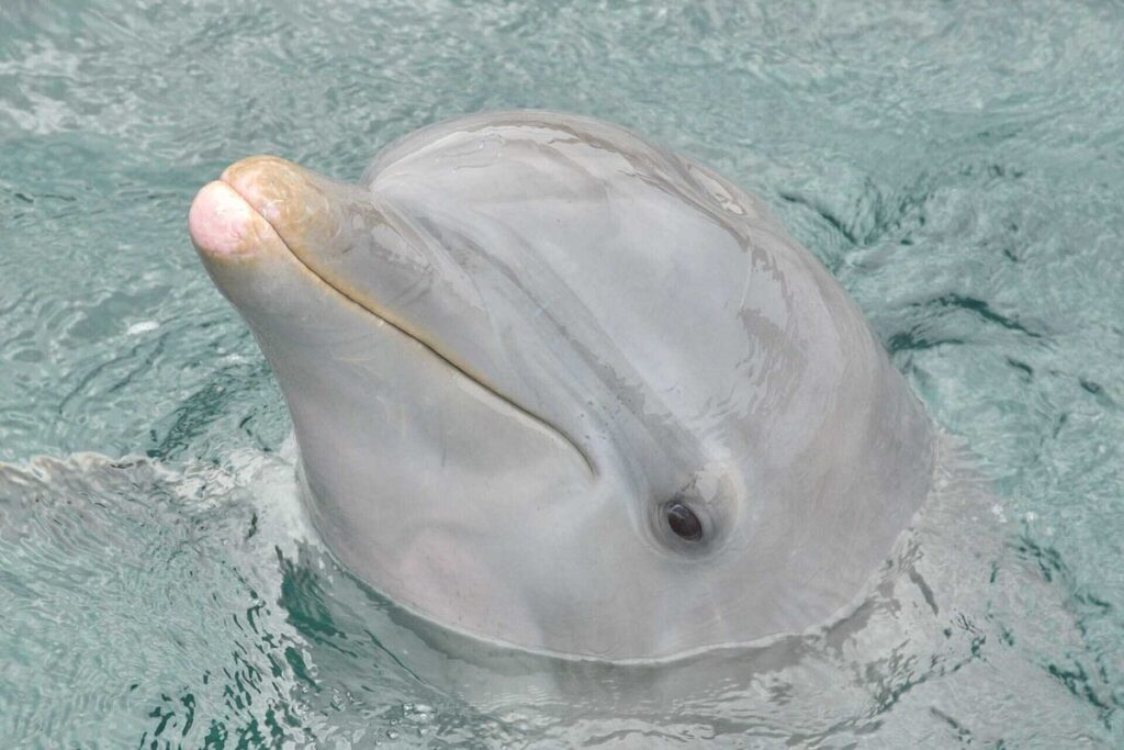 anatomia-de-los-delfines