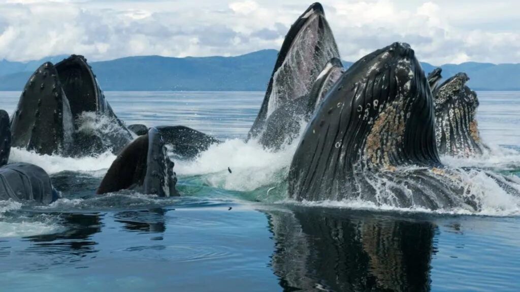 tamaño-de-las-ballenas