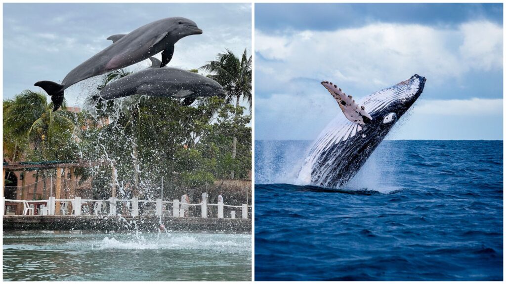 delfines-y-ballenas