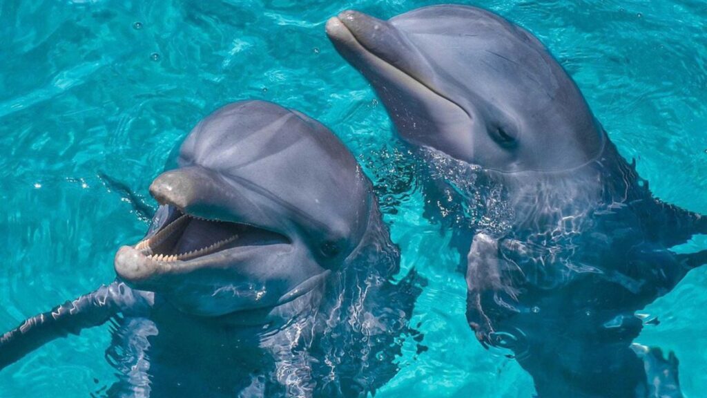 que-comen-los-delfines