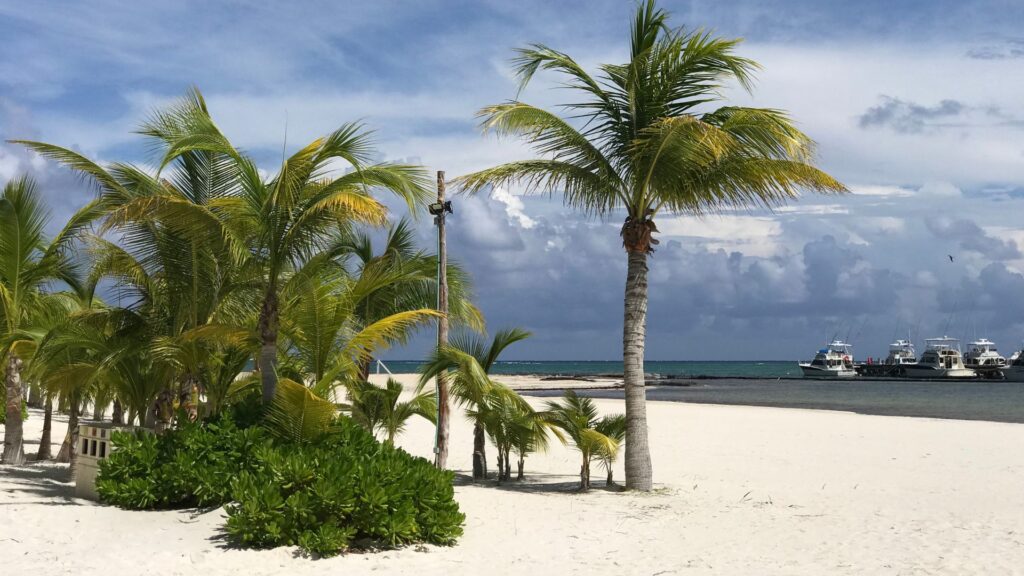 palmeras en playa de arena blanca