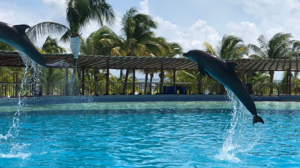 nadar con delfines en playa del carmen