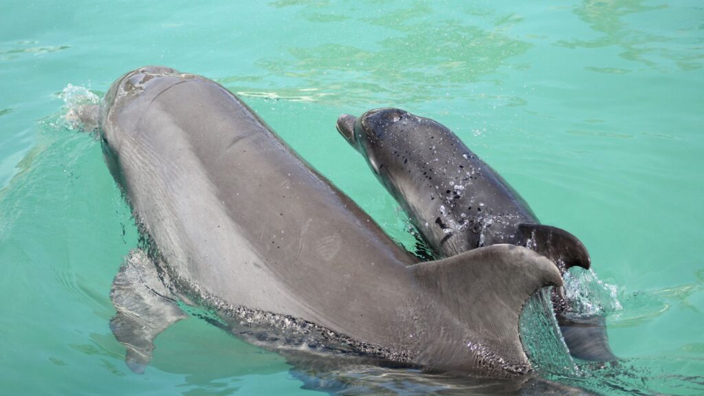 delfines-con-sus-crias