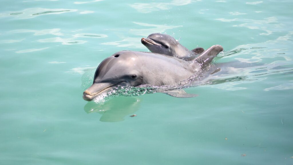 embarazo-de-los-delfines
