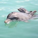 embarazo-de-los-delfines
