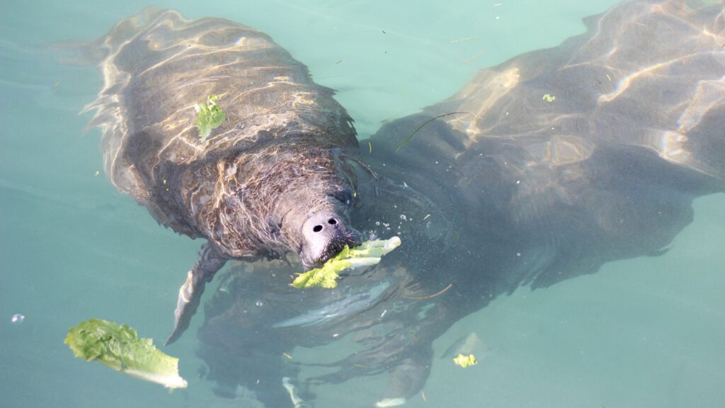 manaties-comiendo-lechuga