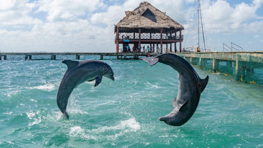 nadar con delfines en mexico