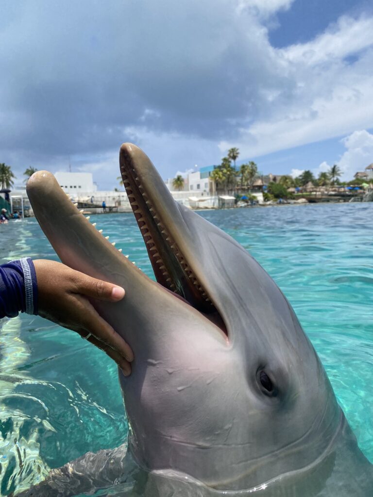 delfin en isla mujeres