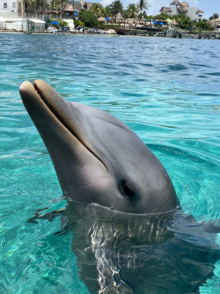 chaplin delfin en isla mujeres
