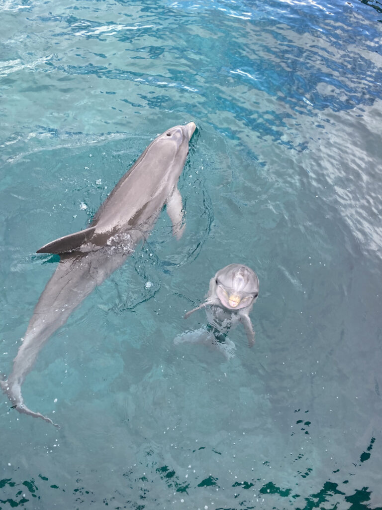 delfines en isla mujeres
