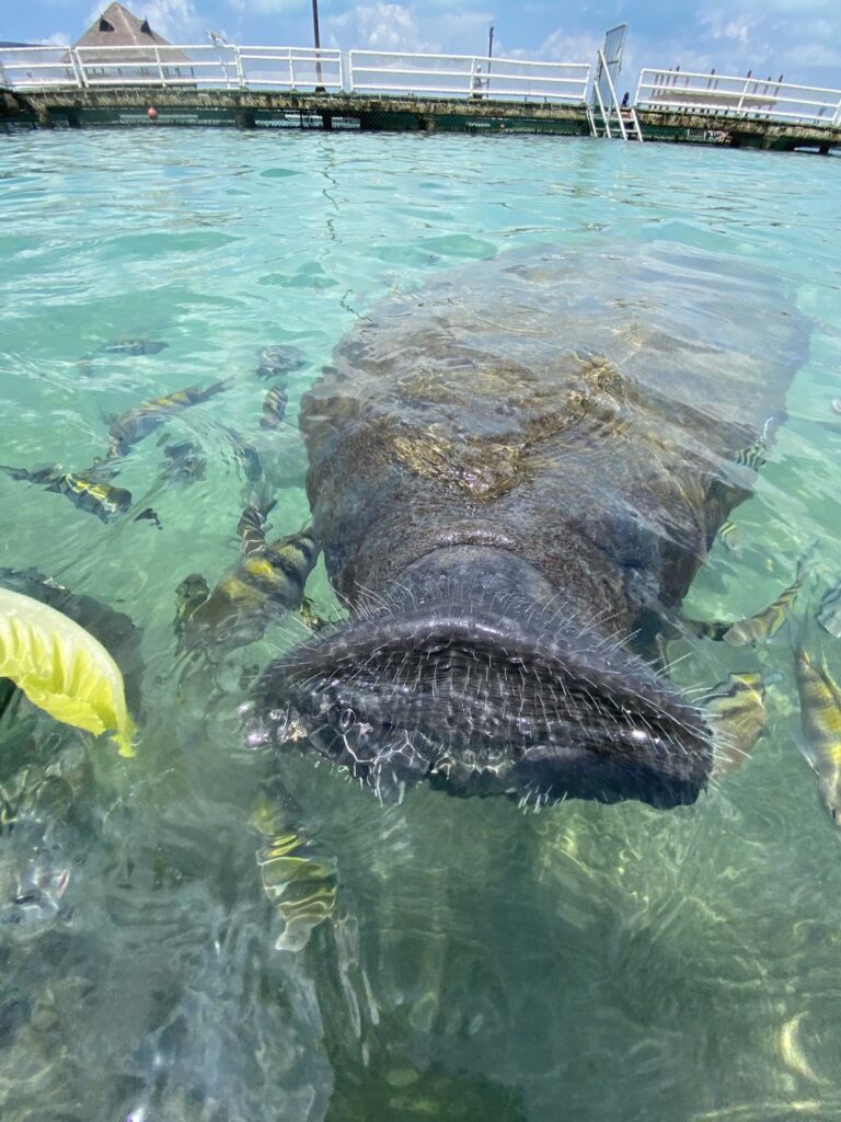 manatí isla mujeres