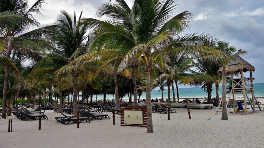 palmeras y camastros en playa maroma