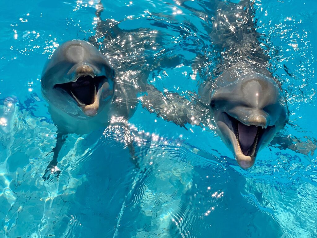 nadar con delfines en la riviera maya