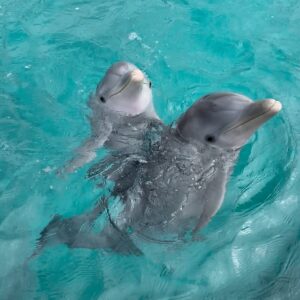 nadar con delfines en isla mujeres